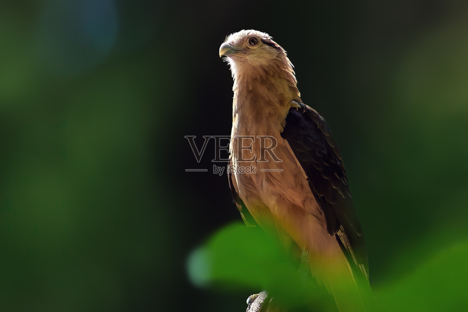 黄头卡拉鸟(Milvago chimachima) -猛禽照片摄影图片