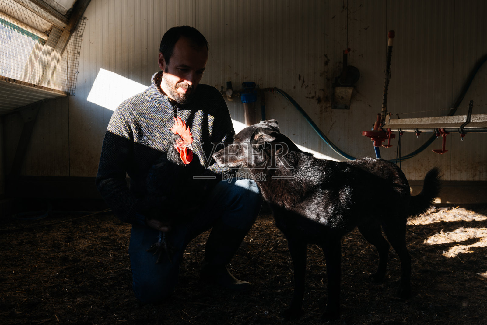农场里有一只黑狗和一只鸡照片摄影图片