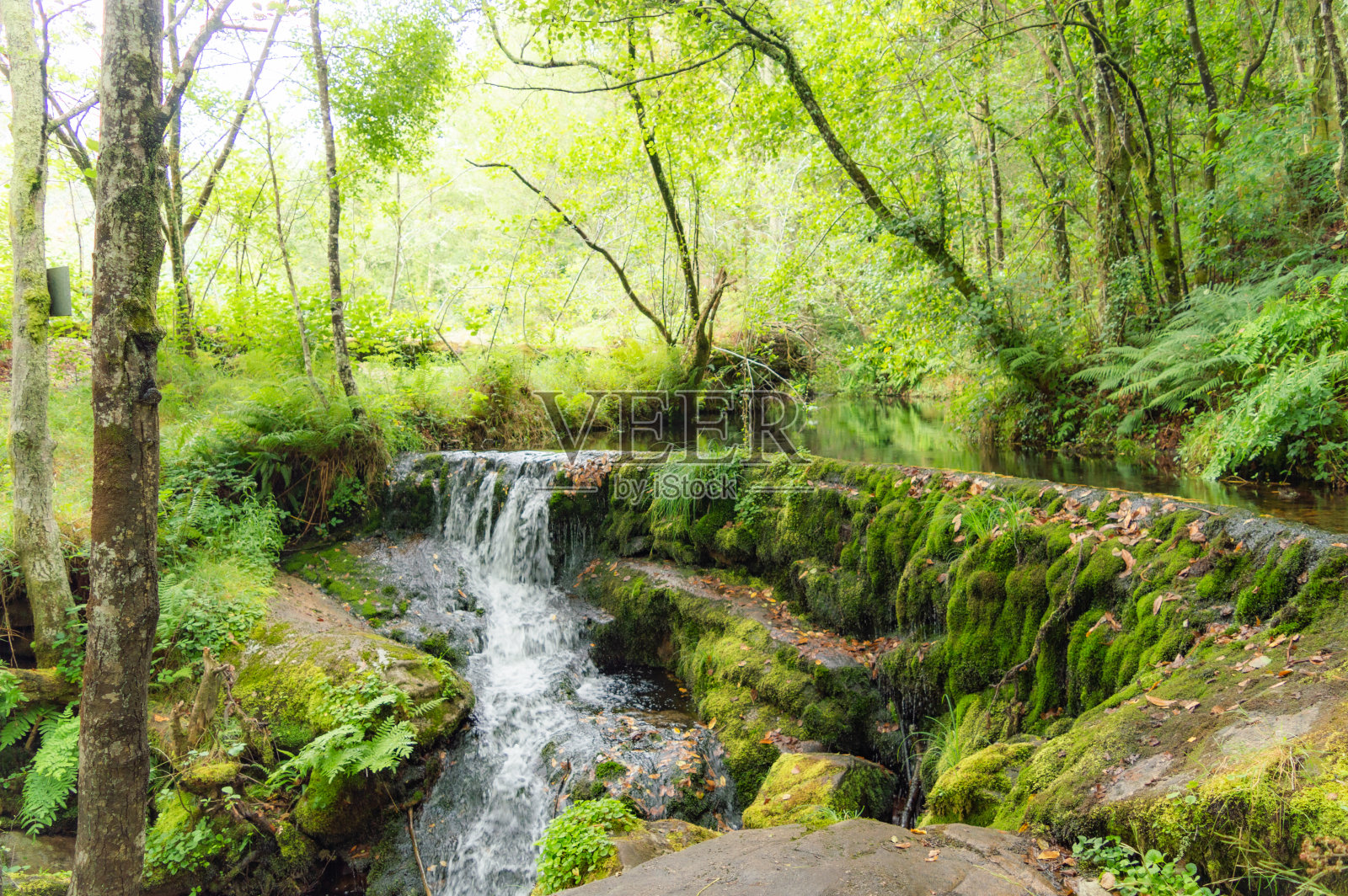 森林中的瀑布照片摄影图片
