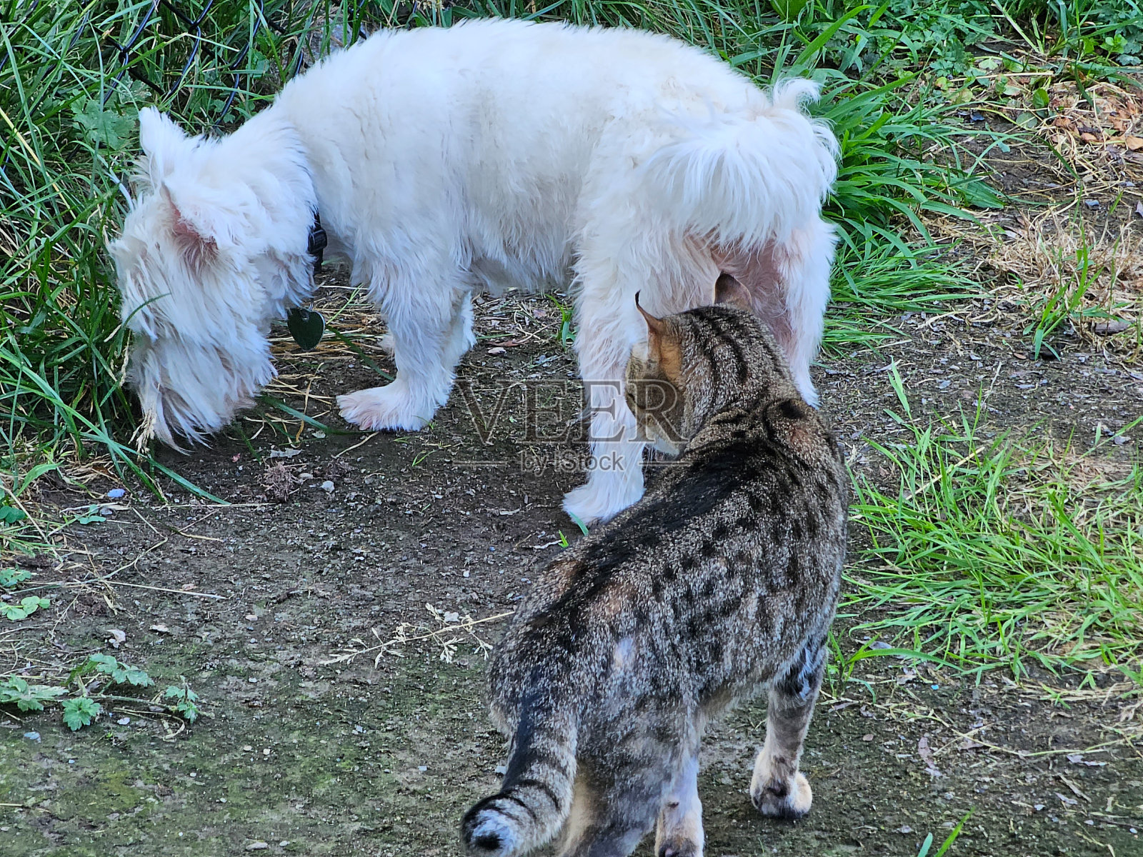 猫和狗在围栏里照片摄影图片