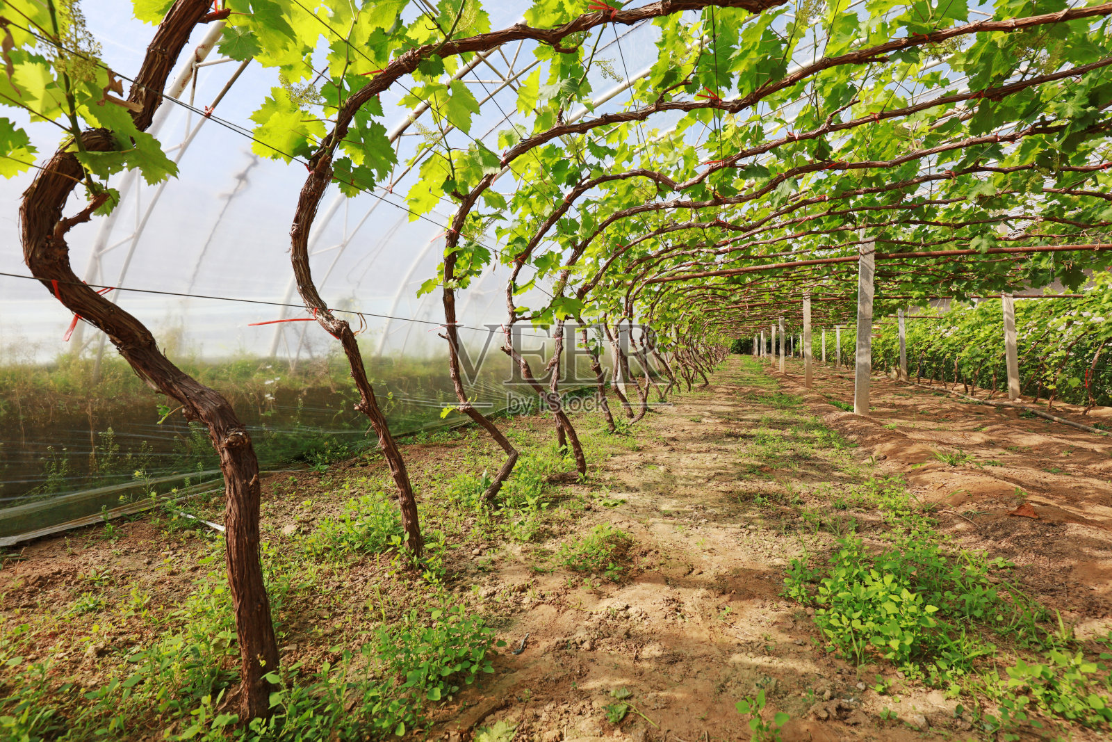 葡萄园内部景观照片摄影图片