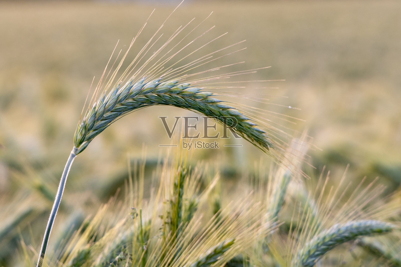 麦田背景下的大麦小穗照片摄影图片