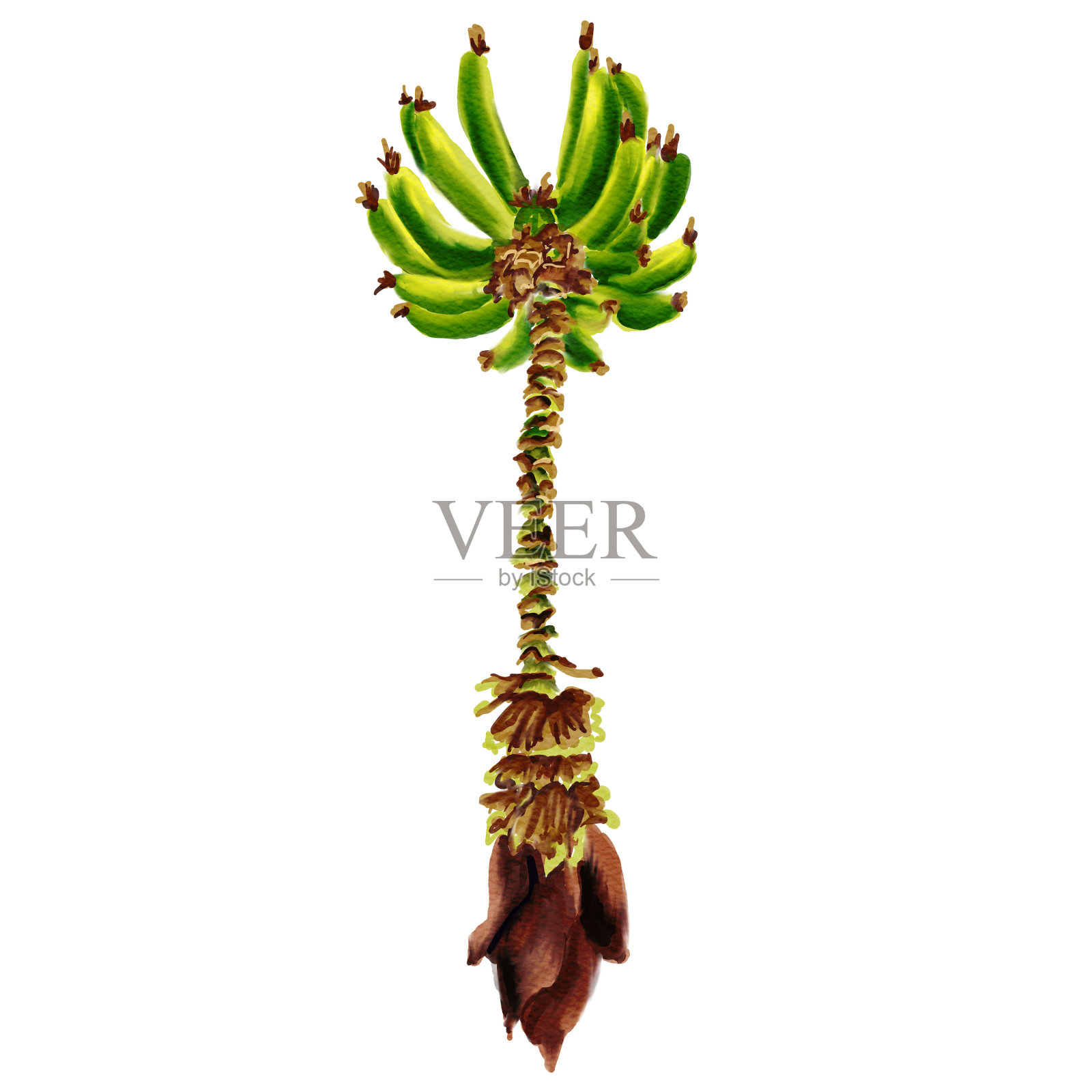 水彩植物插图，一束绿香蕉在树上和枯萎的香蕉花。手绘香蕉树。插画图片素材