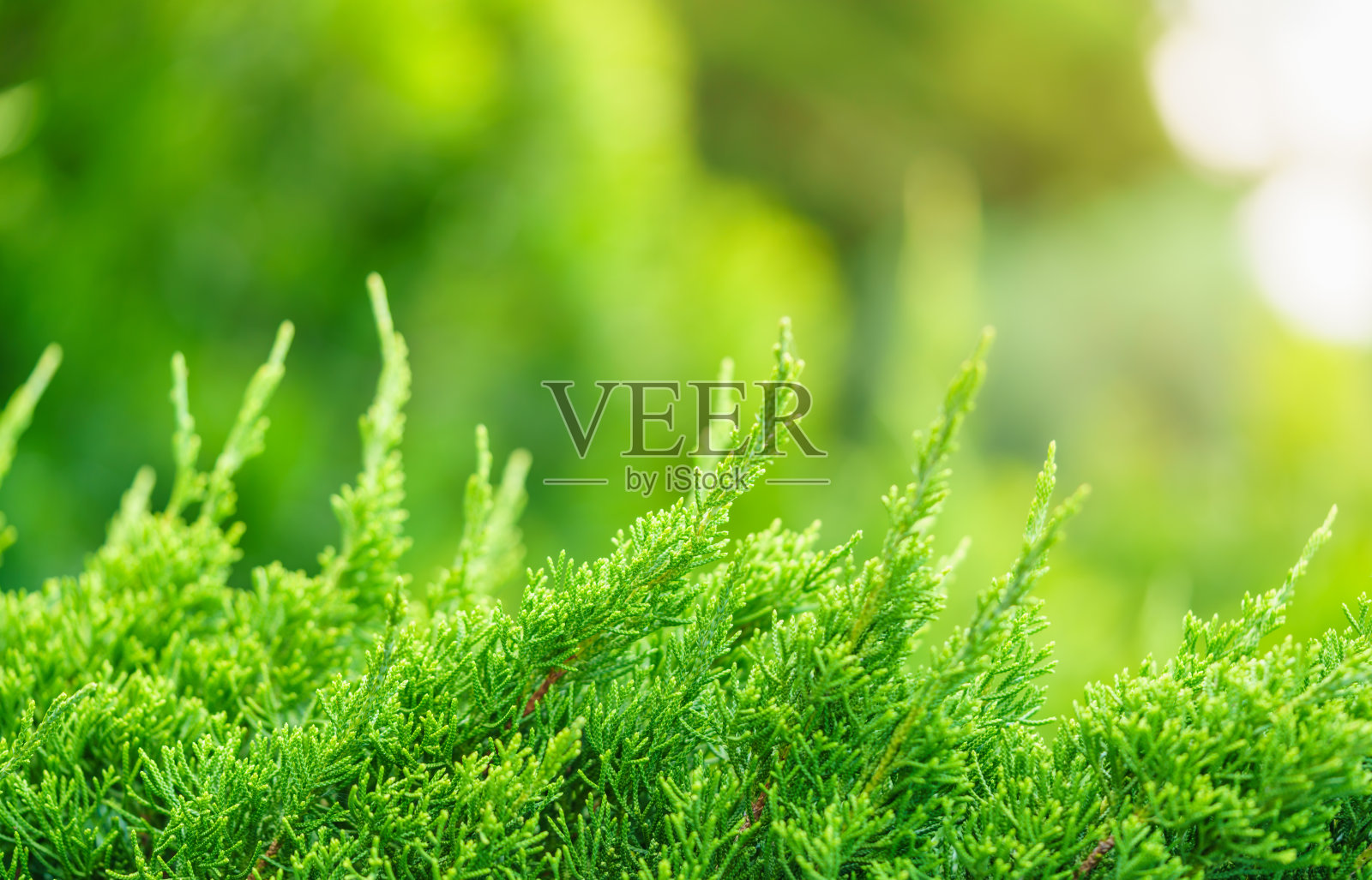 美丽的自然景观的特写，绿叶在花园中模糊的绿色背景上，复制空间用作背景封面概念。照片摄影图片