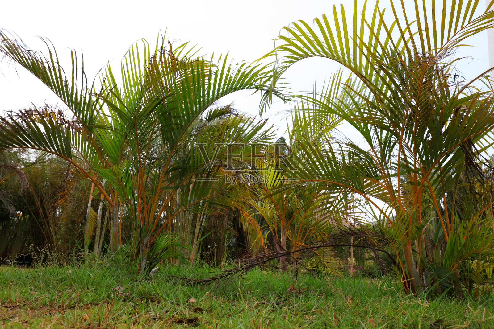 野生向日葵在公园里，中国南方照片摄影图片