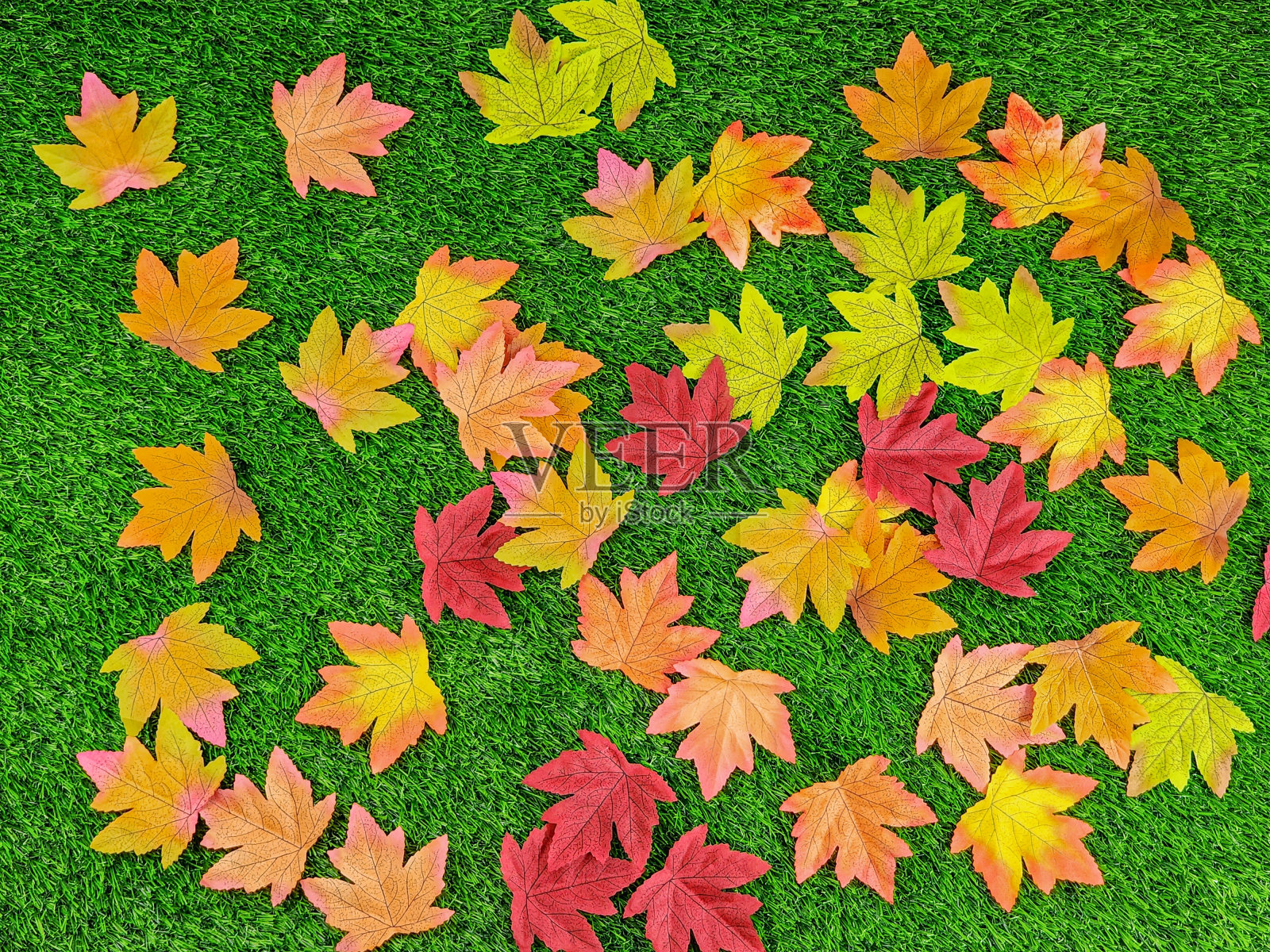 枫叶点缀在草皮上，红与绿形成鲜明的对比，一派如画的景色照片摄影图片