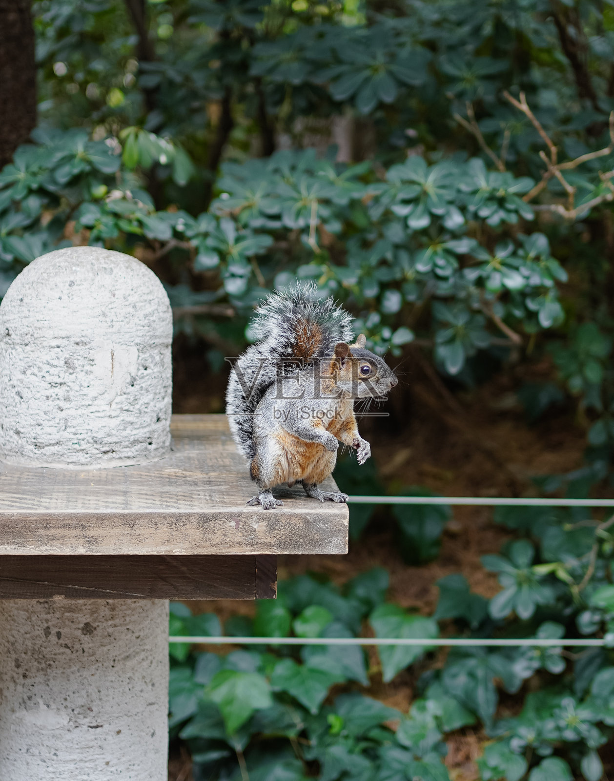 一只可爱的毛茸茸的松鼠在木杆上的木平台上的垂直拍摄照片摄影图片