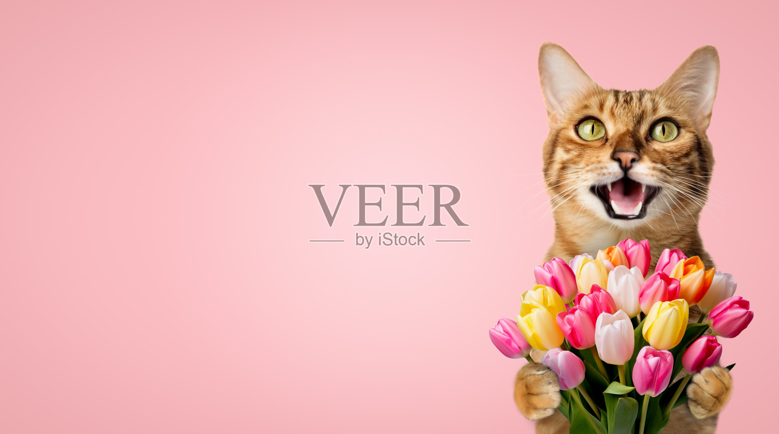 快乐猫送一束郁金香作为生日礼物，母亲节。照片摄影图片