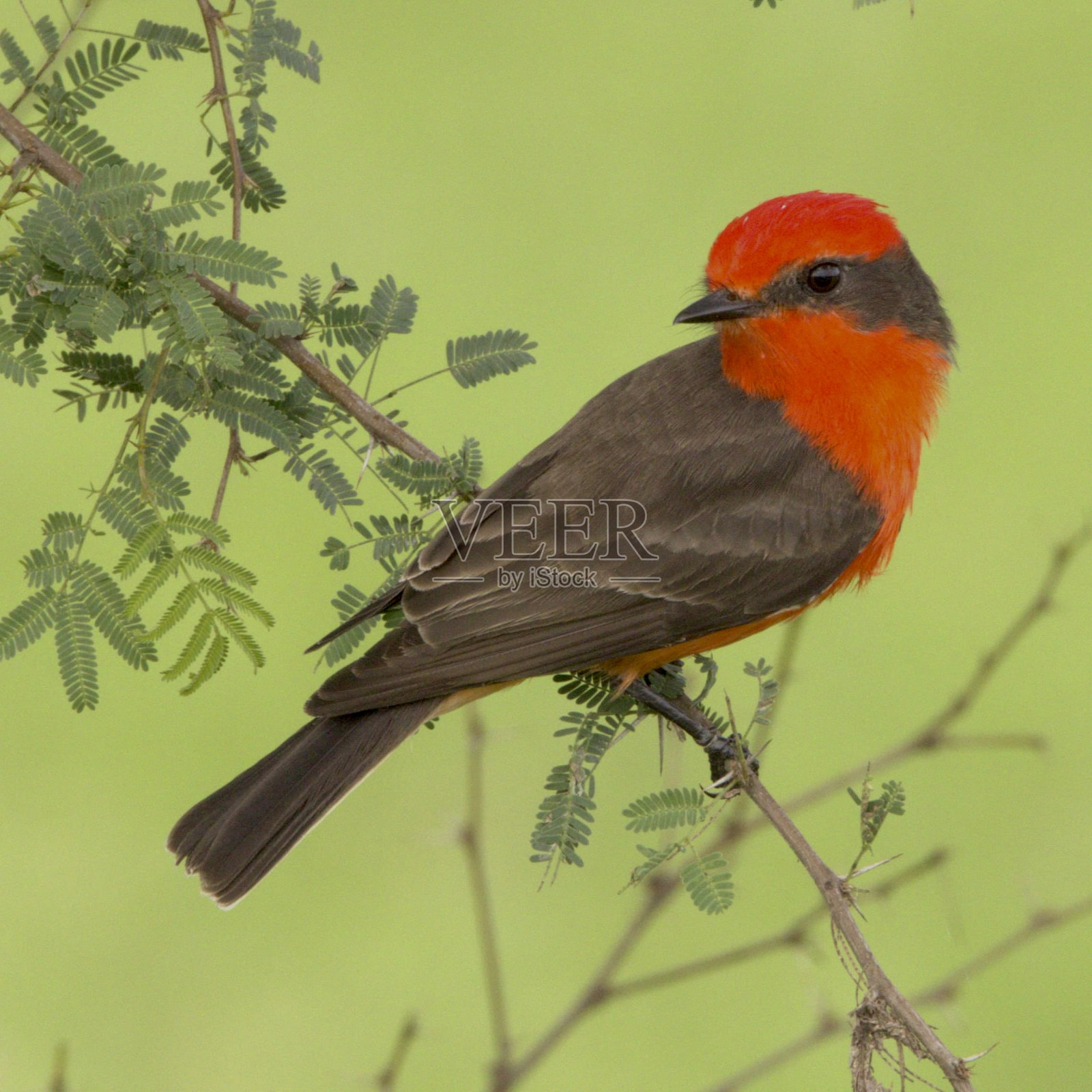 朱红色捕蝇手栖息在自然的户外环境中的树枝上。照片摄影图片