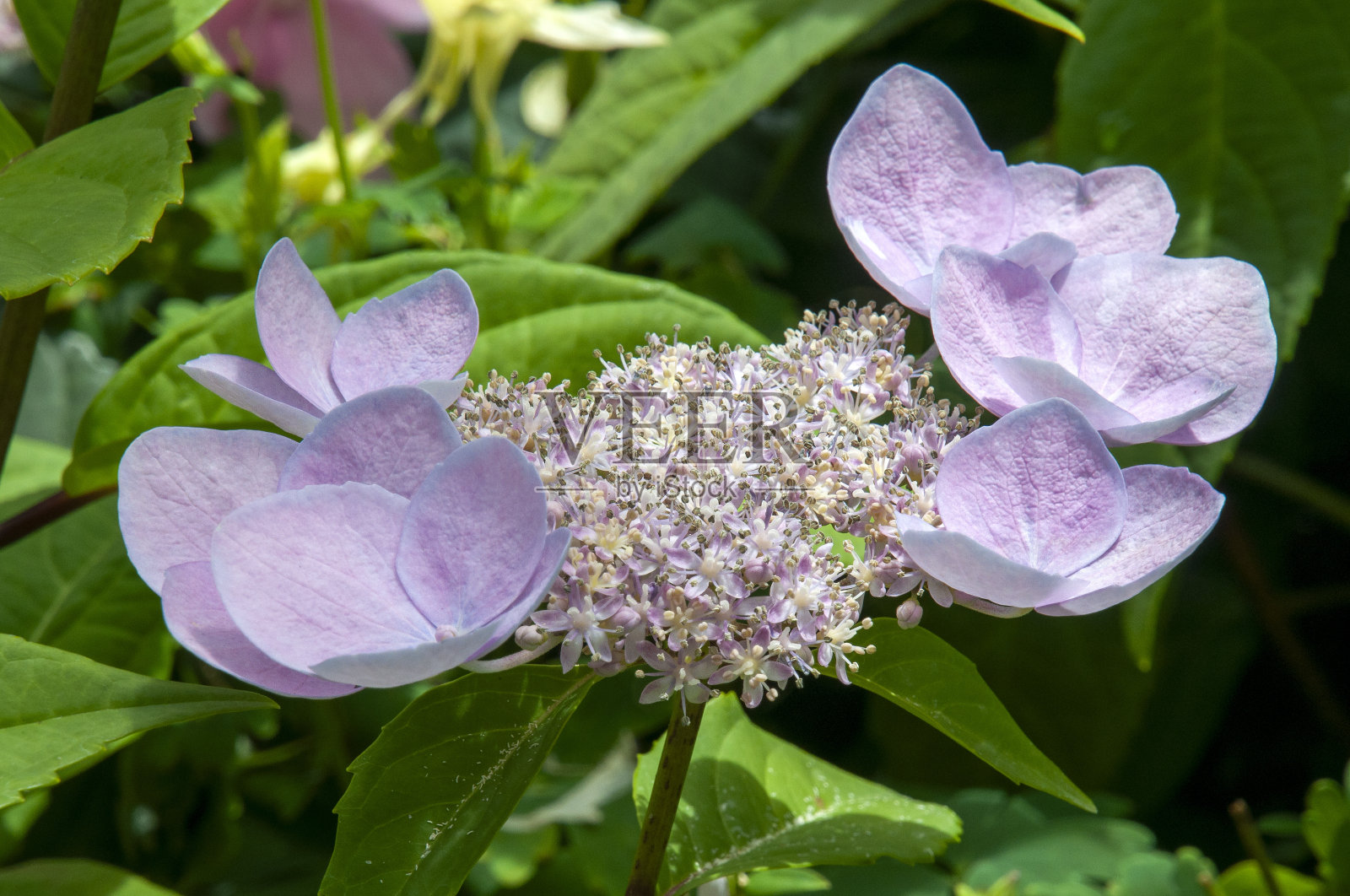 大绣球的淡紫色花朵和花蕾特写照片摄影图片