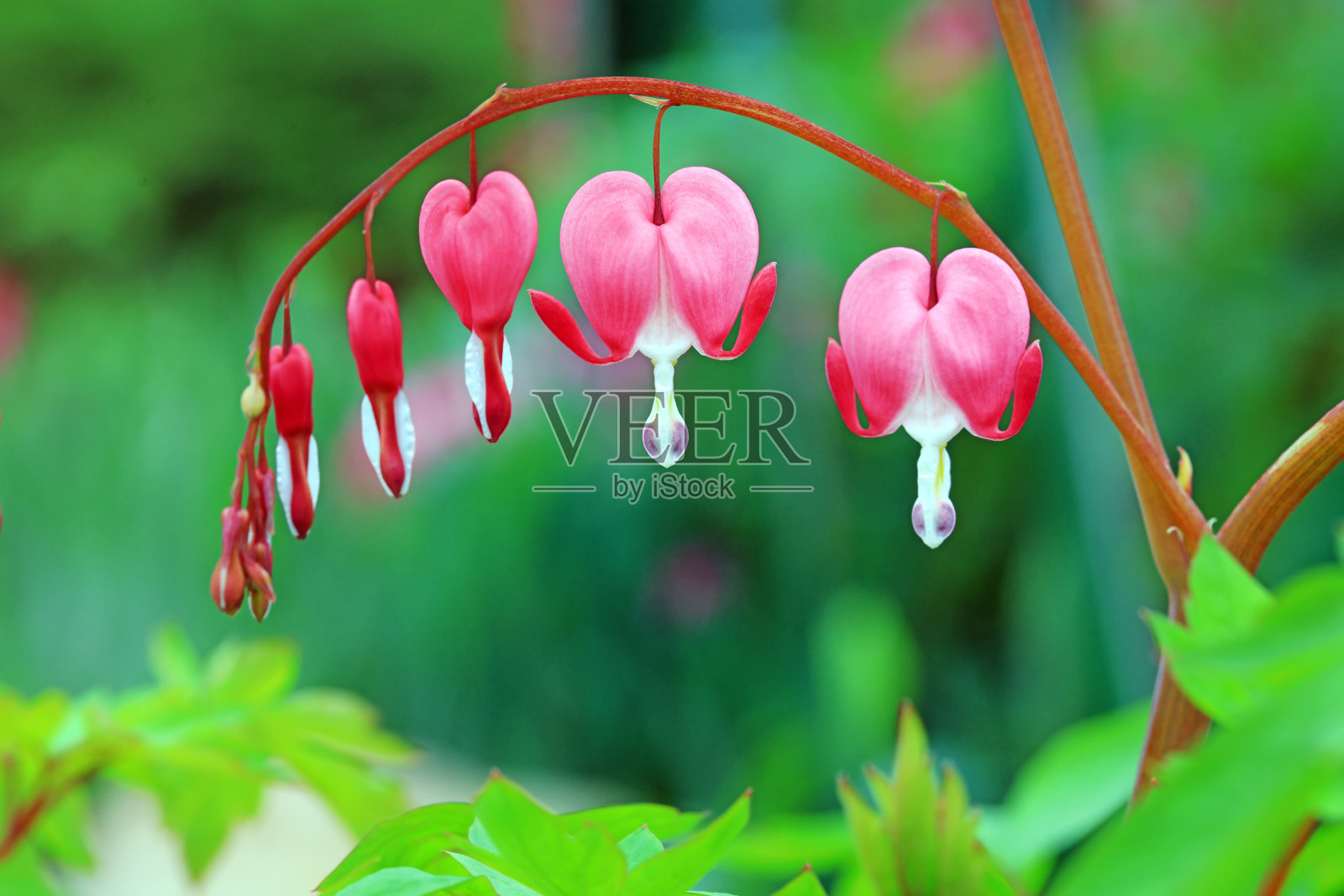 中国花园里的牡丹花特写照片摄影图片