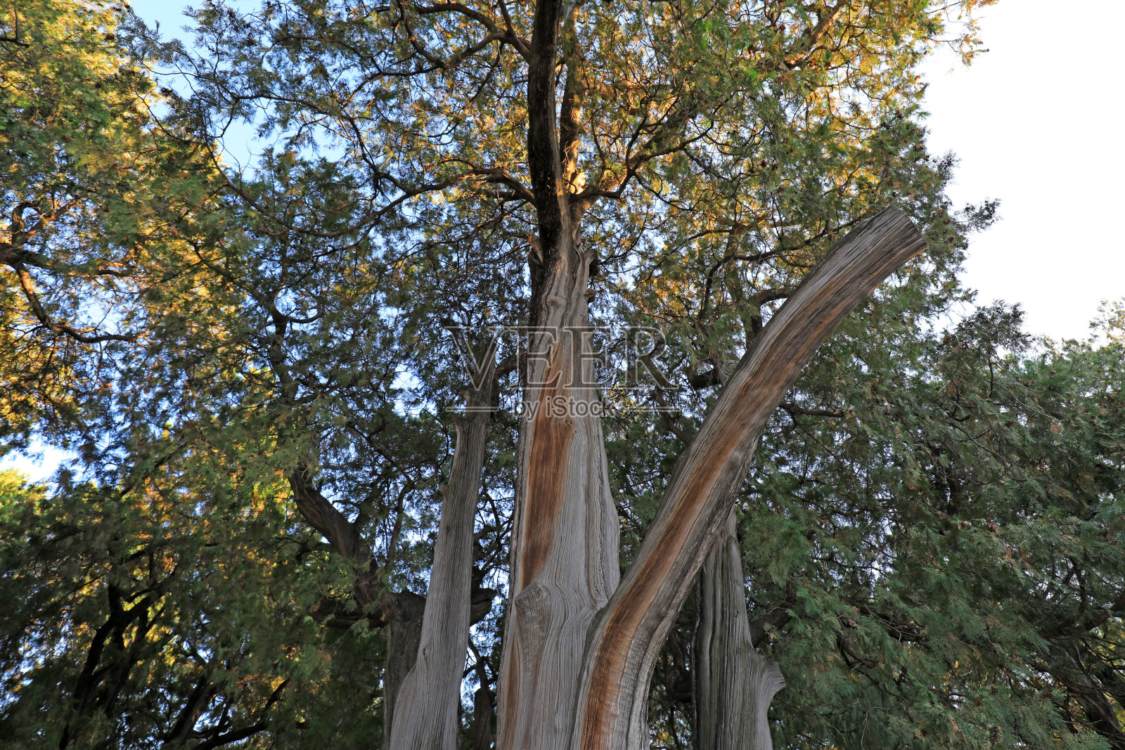 老树干的特写照片摄影图片