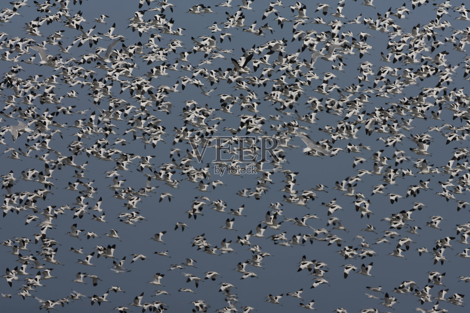 牛油果，牛油果照片摄影图片