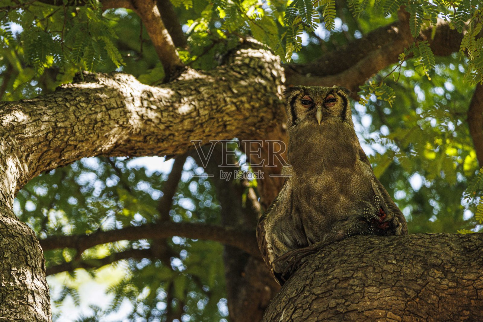 午餐照片摄影图片
