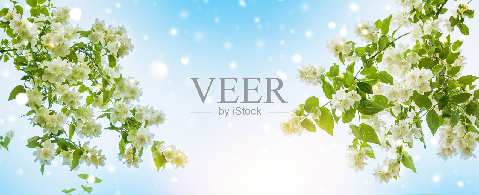 洁白的茉莉花，枝头娇嫩的春花照片摄影图片