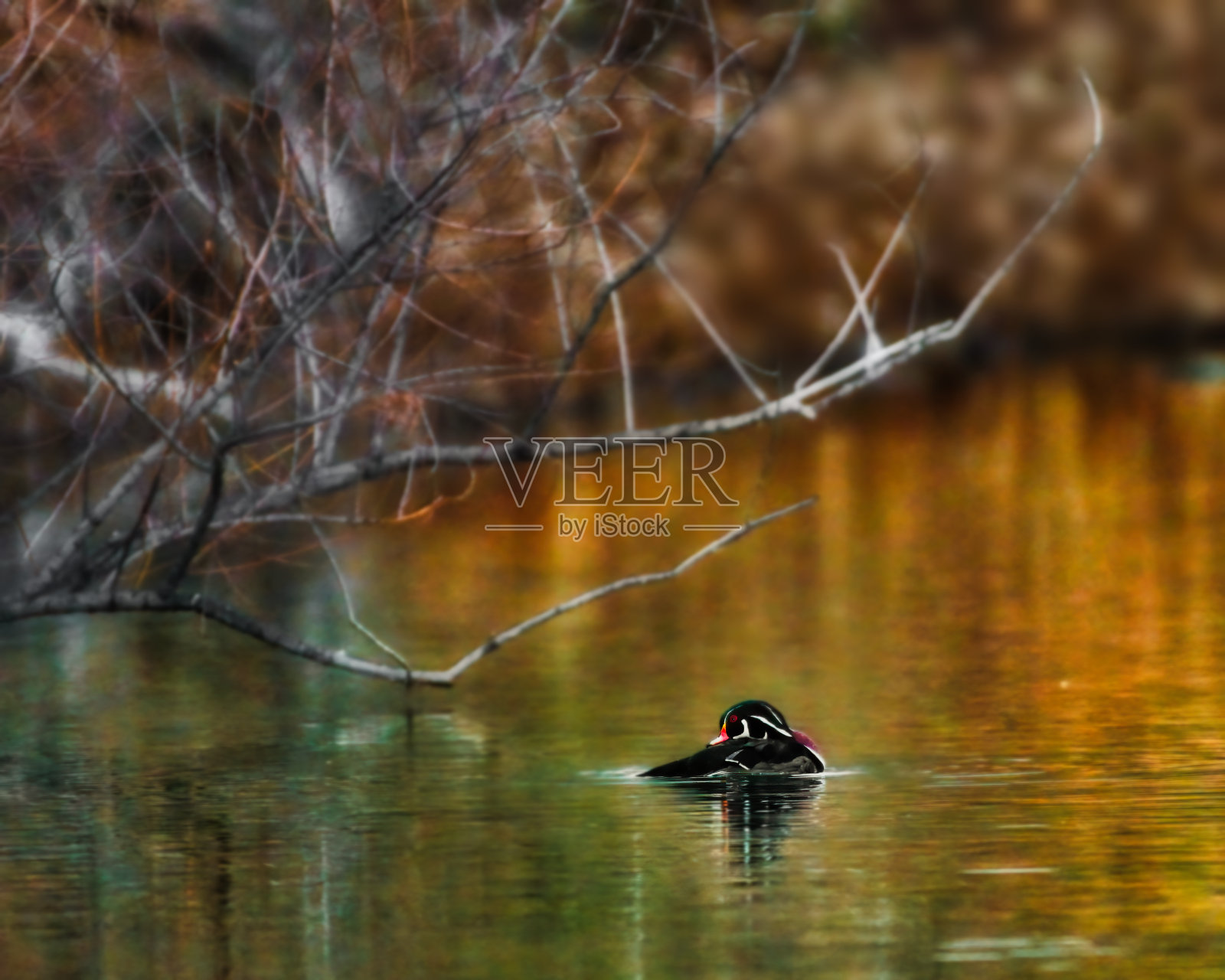 一只木鸭在树旁回头看照片摄影图片