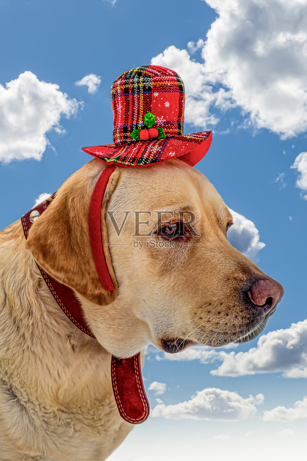 狗。拉布拉多猎犬。多云的天空背景上一只戴着帽子的猎犬。假期和活动照片摄影图片