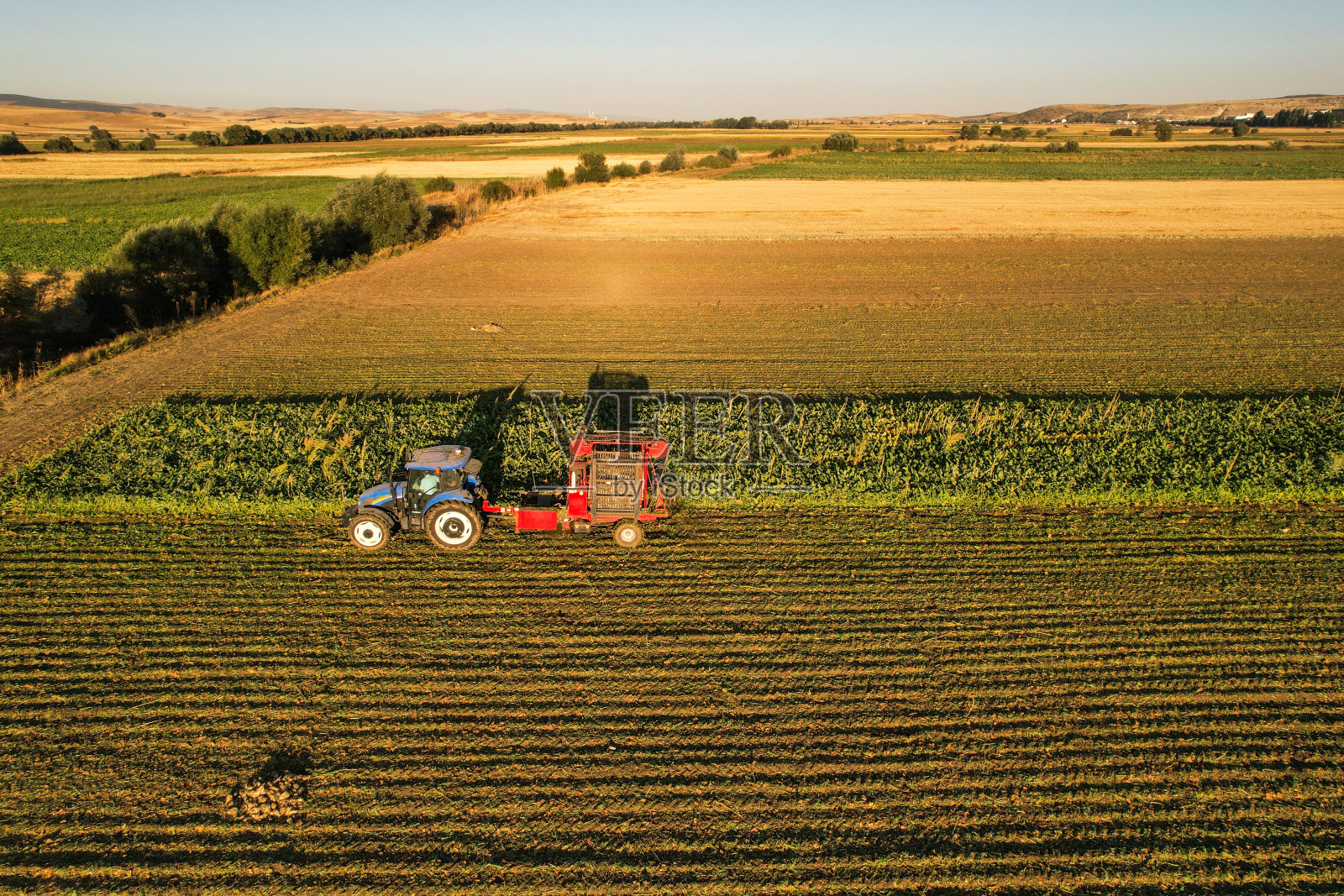 甜菜收获机，从地里收获甜菜。农用甜菜联合收割机在田间的无人机影像照片摄影图片