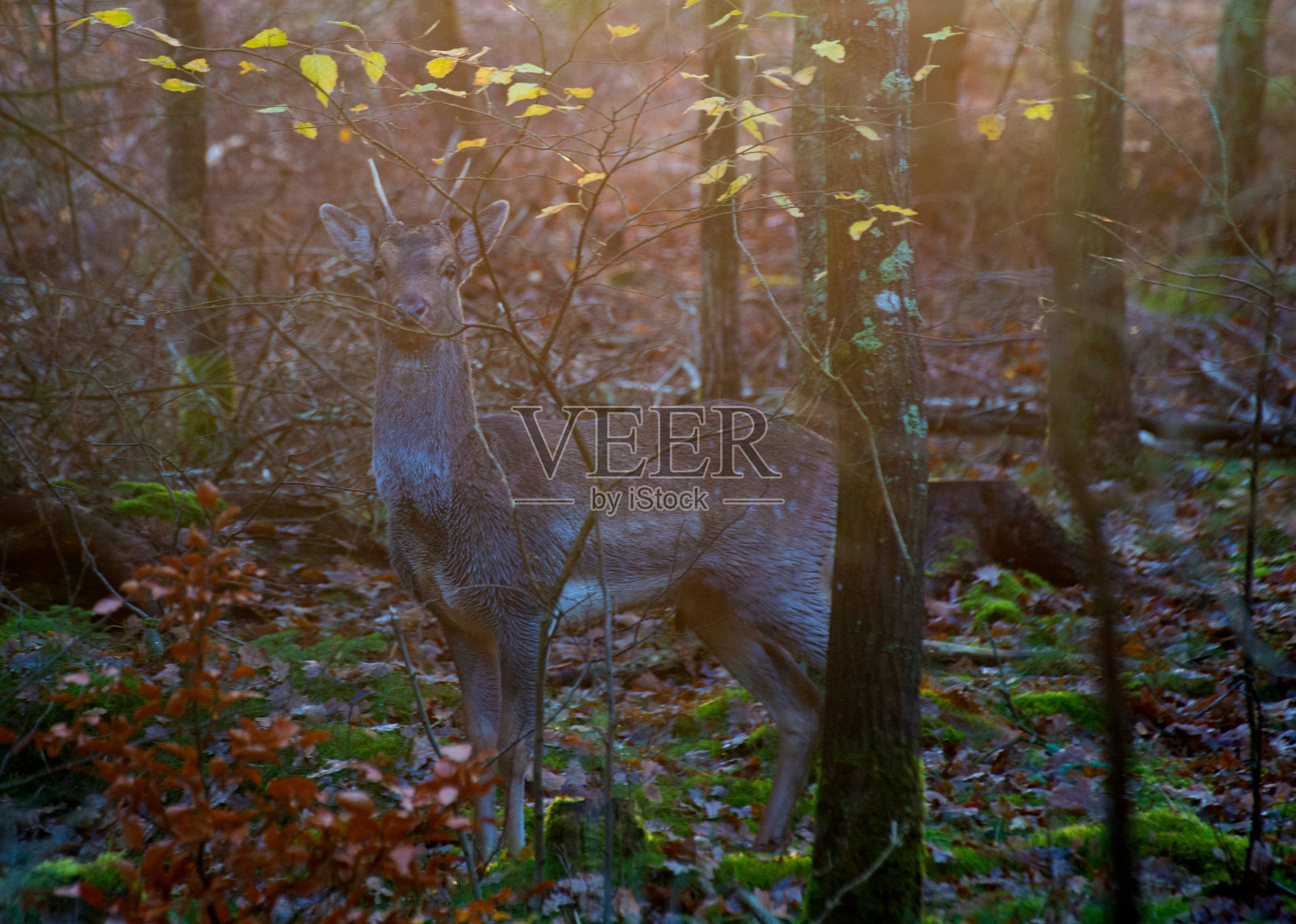 瑞典的野生自由大型动物-第一部分照片摄影图片