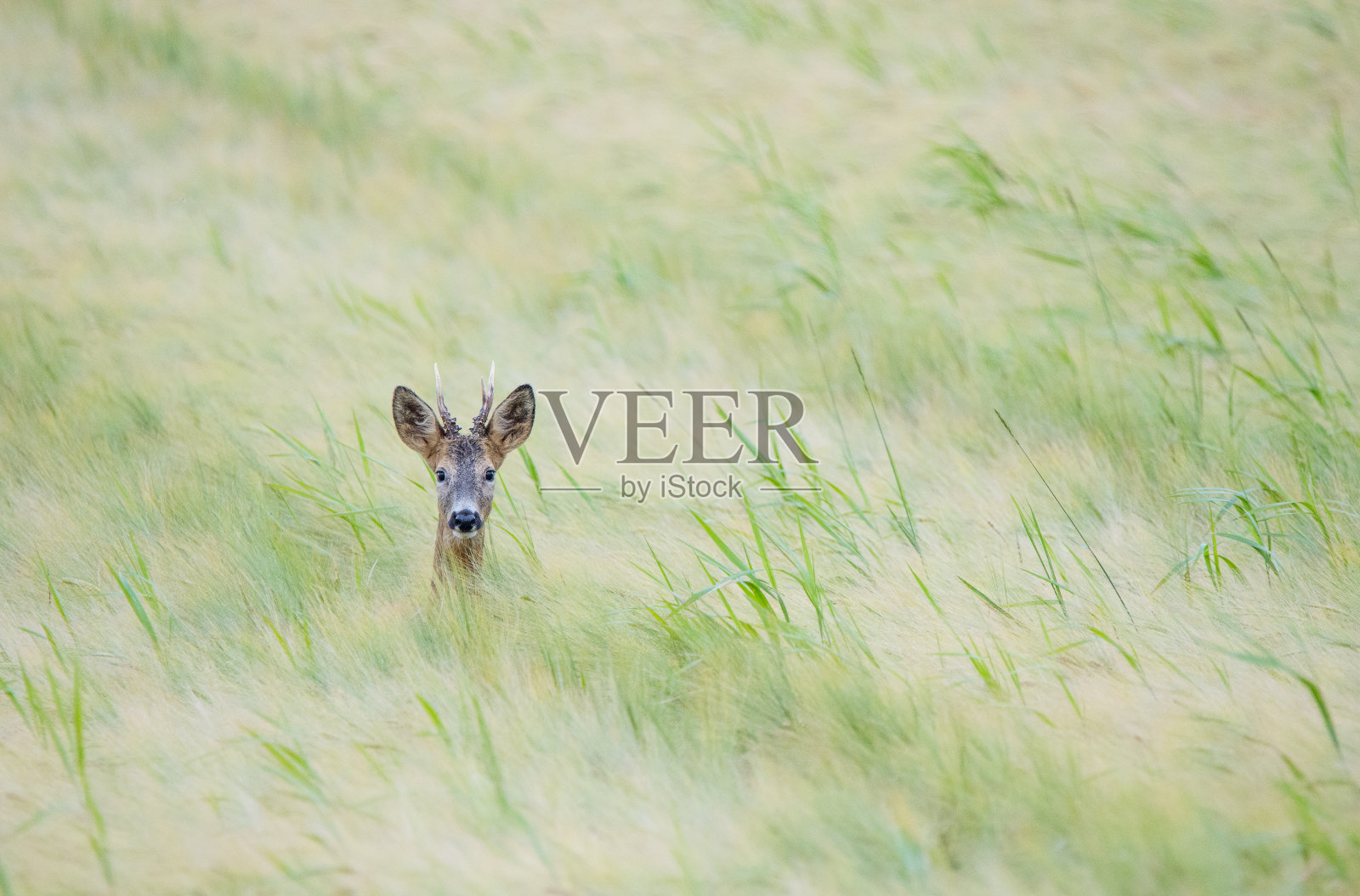 瑞典的野生自由大型动物-第2部分照片摄影图片