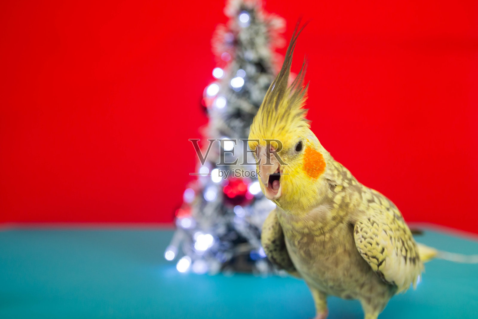 在装饰过的桌子上庆祝圣诞节的雌鹦鹉。照片摄影图片