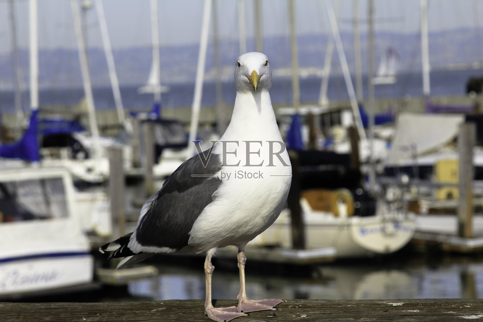 旧金山的海鸥照片摄影图片