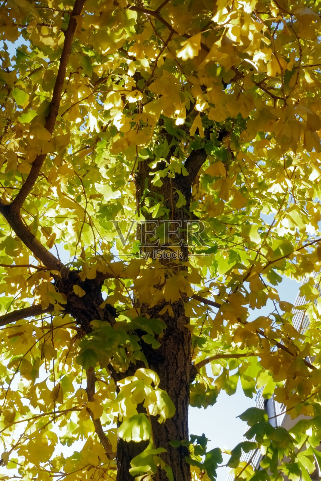 银杏树照片摄影图片