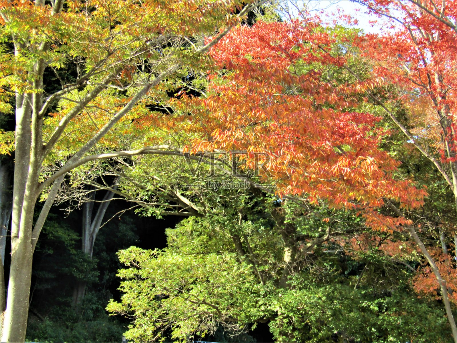 秋天森林的颜色。照片摄影图片