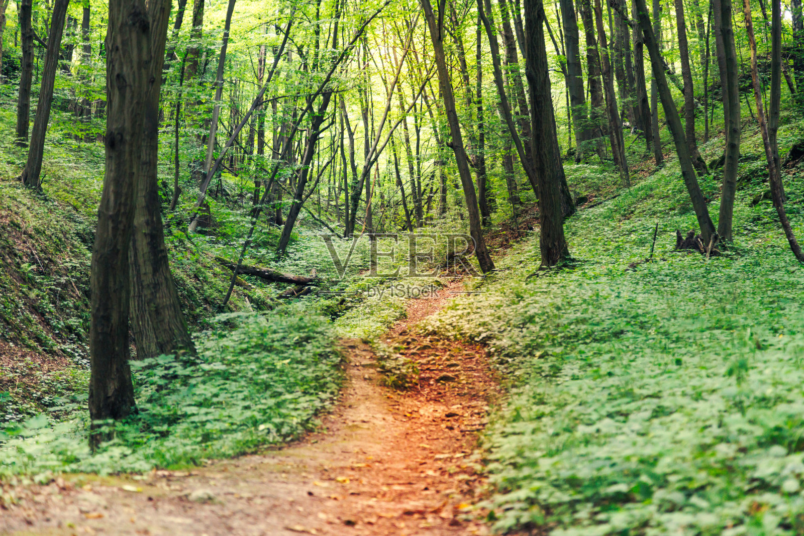 精灵森林里的小路照片摄影图片