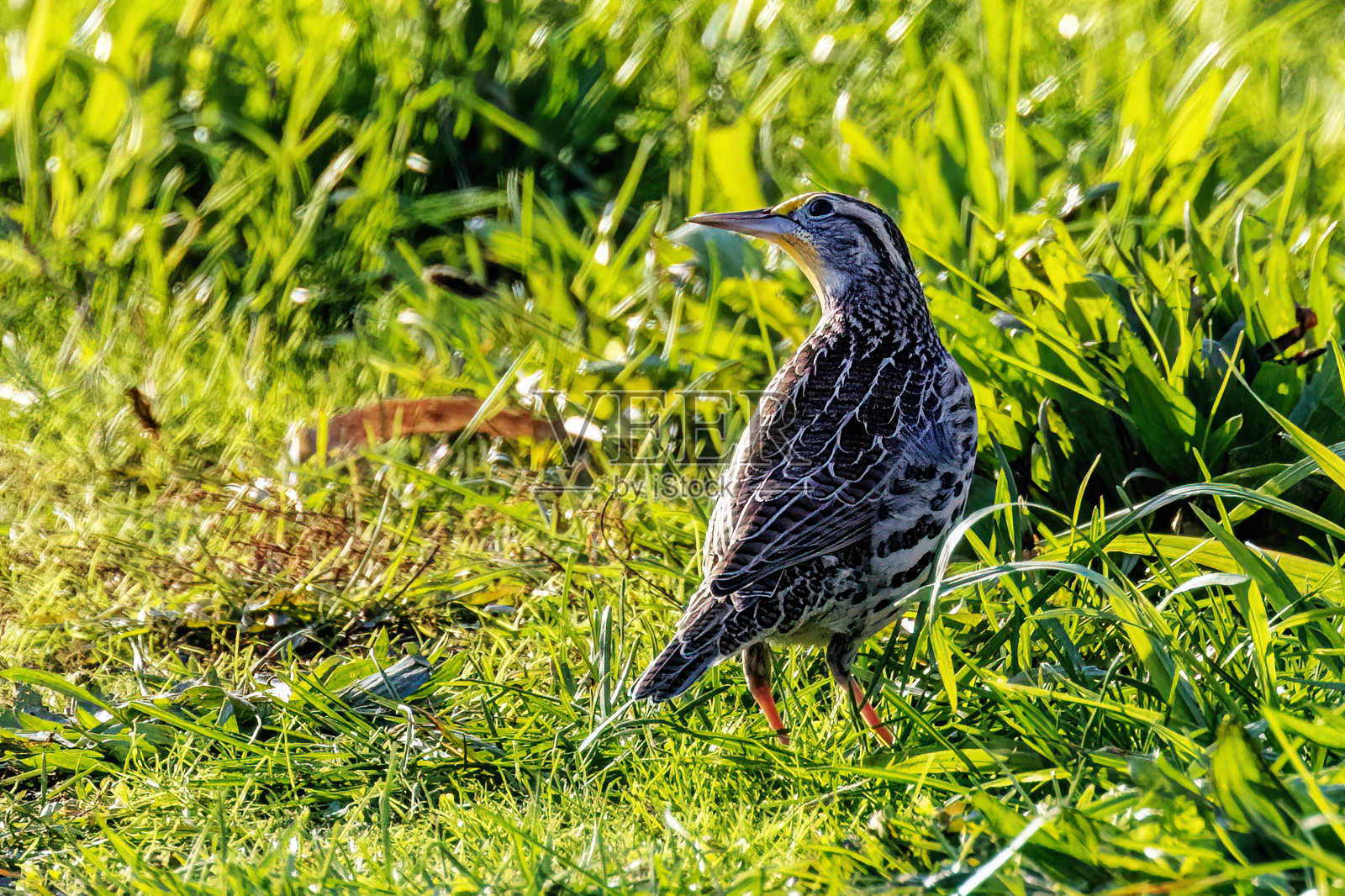 西部草地鹨，高贵林，不列颠哥伦比亚，加拿大照片摄影图片