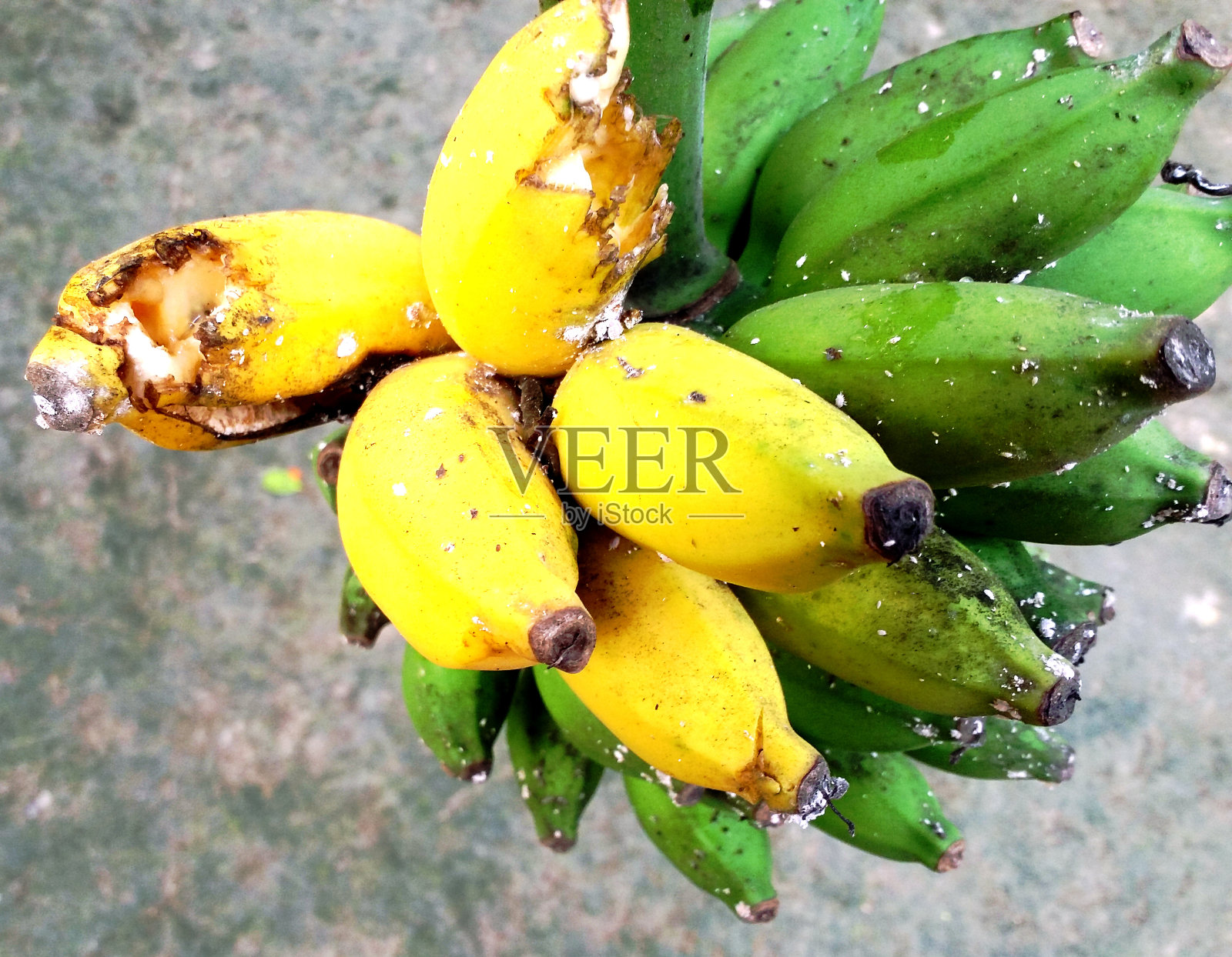 成熟和未成熟的香蕉果实照片摄影图片