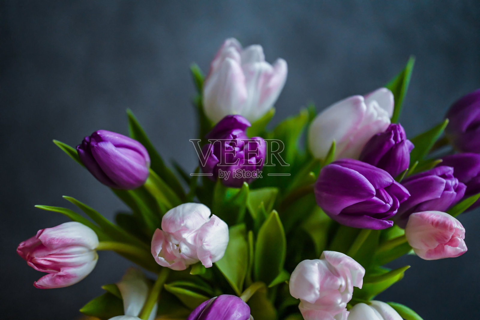 粉色和紫色的郁金香。照片摄影图片