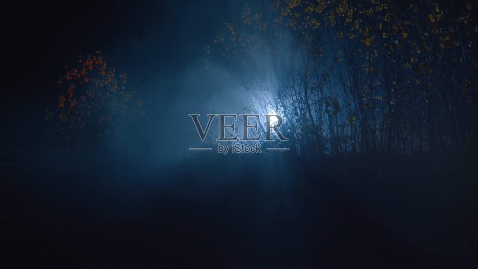 聚光灯透过树林照进来照片摄影图片