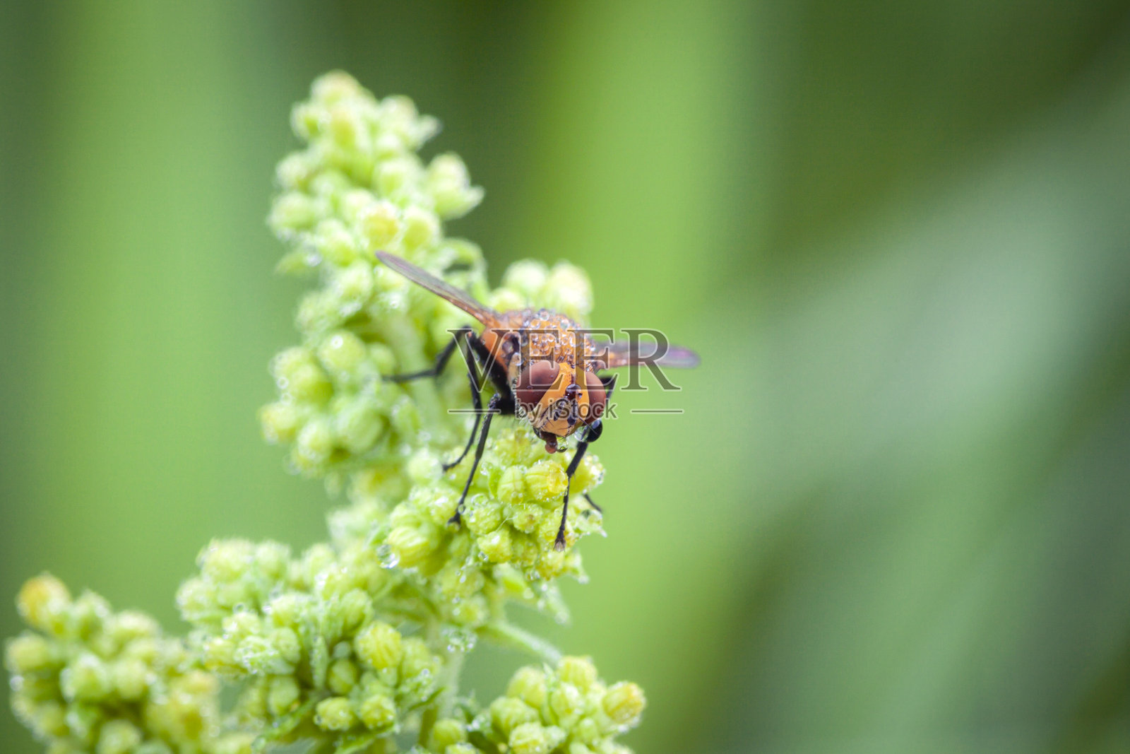 植物上的外来果蝇、双翅目昆虫。照片摄影图片