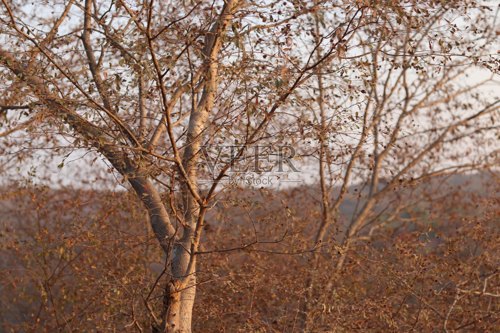 棕色干树的树枝特写，背景是阿拉夫利山照片摄影图片