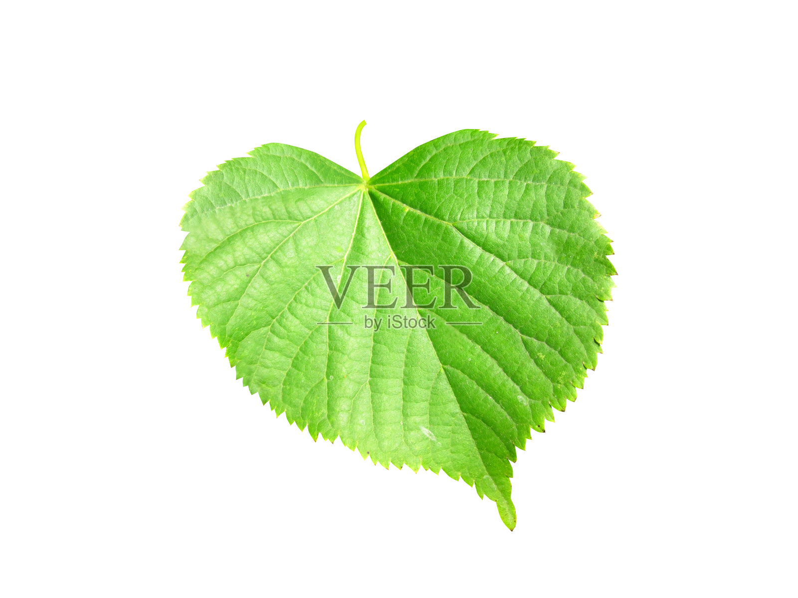 桔梗，小叶椴树或小叶;照片摄影图片