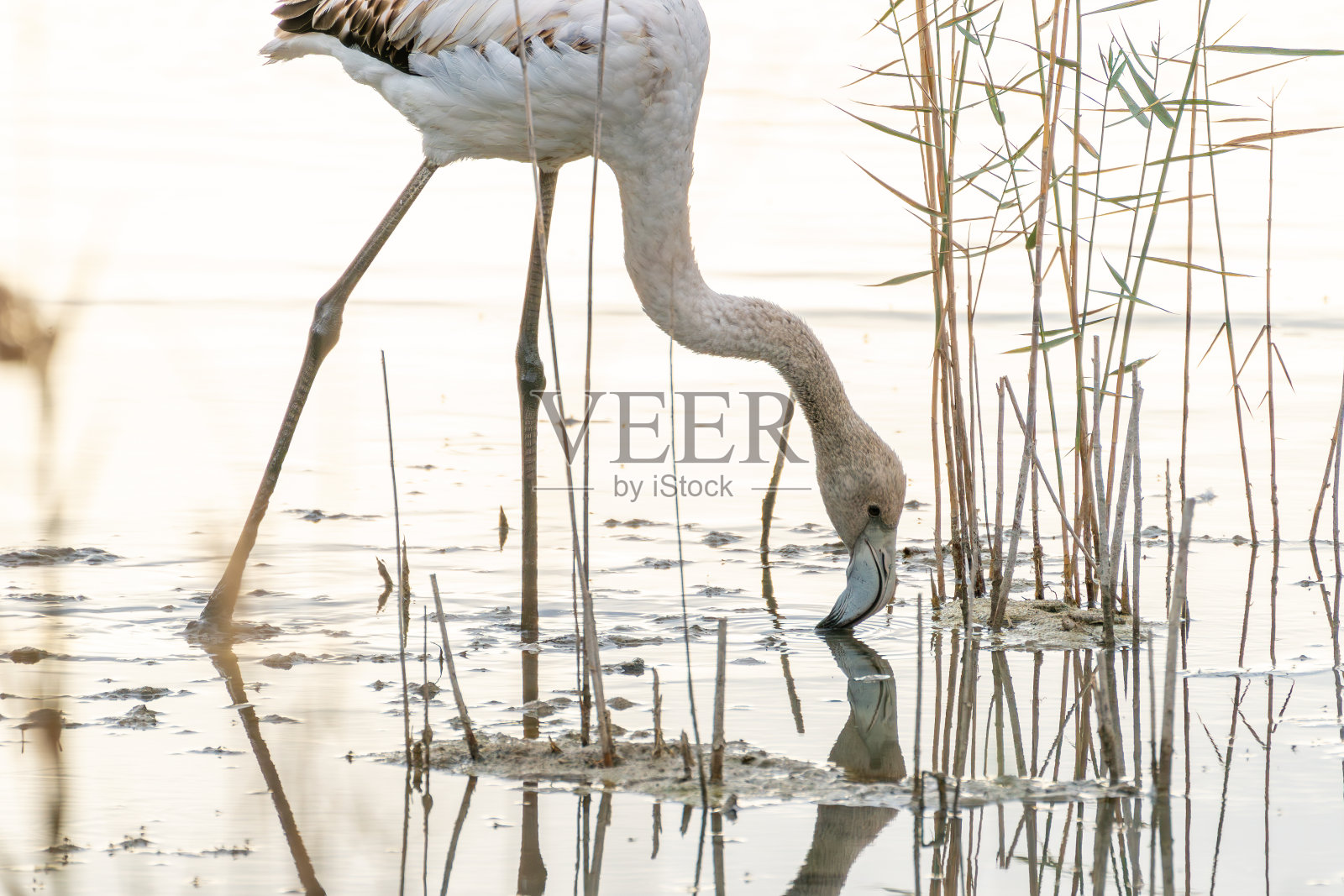 欧洲西班牙瓦伦西亚，一只火烈鸟和它在水中寻找食物的倒影的美丽特写照片摄影图片