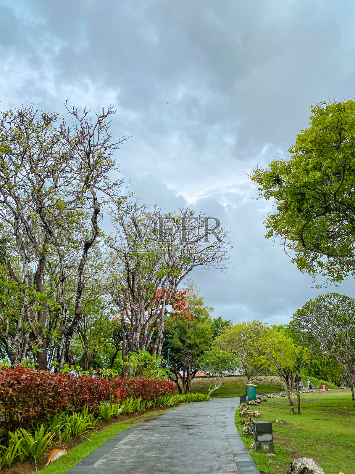 美丽的花园，绿树成荫，绿草和开花的树木位于努沙杜瓦巴厘岛，还有一个慢跑区照片摄影图片