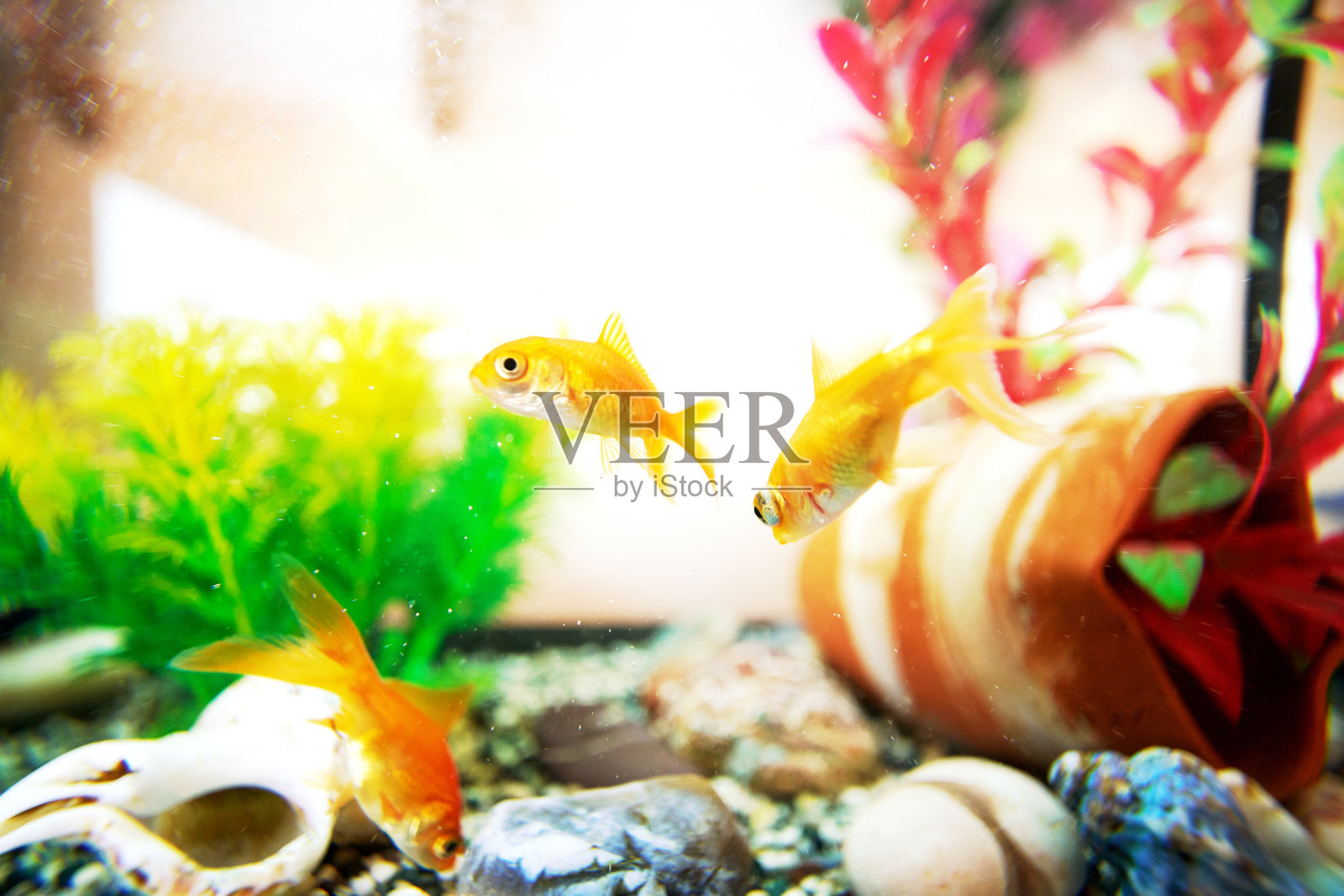 鱼缸里的金鱼照片摄影图片