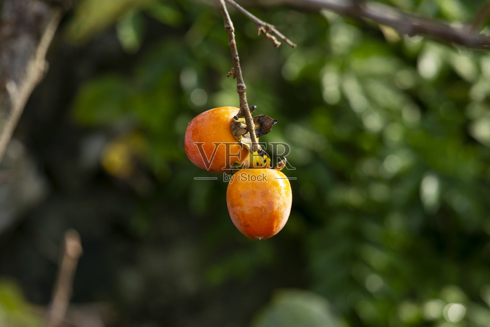日本柿子树。柿(Diospyros kaki)照片摄影图片