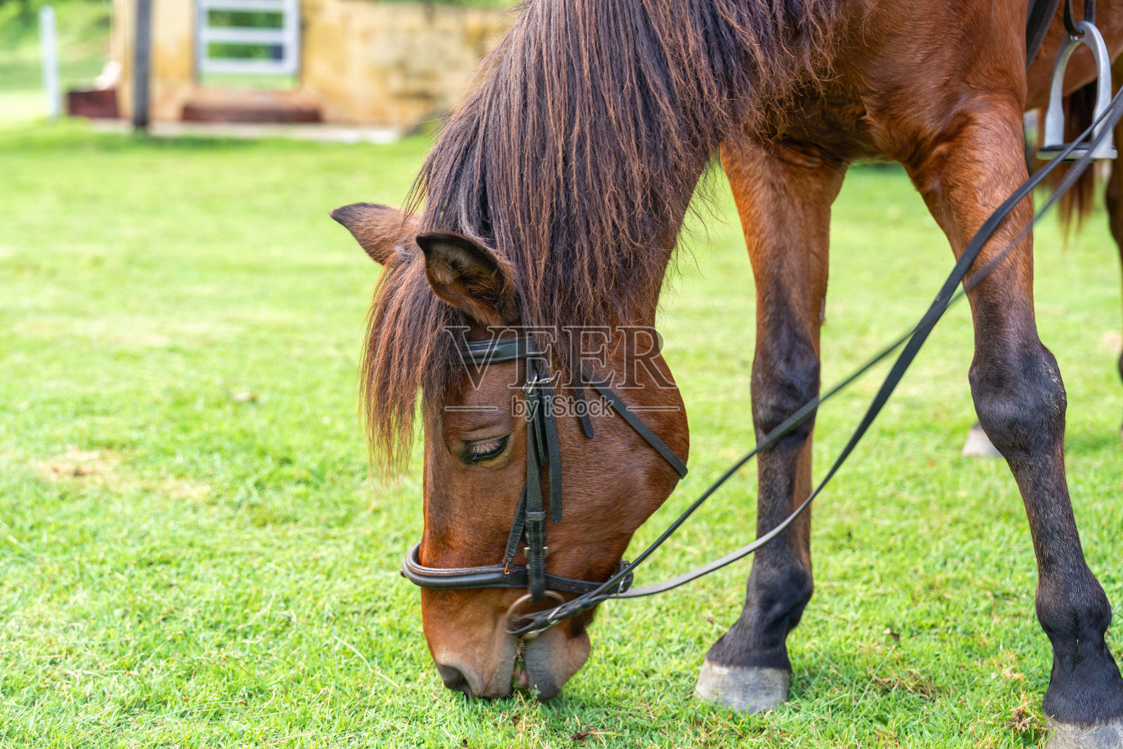 年轻的棕马在牧场上放牧牲畜照片摄影图片