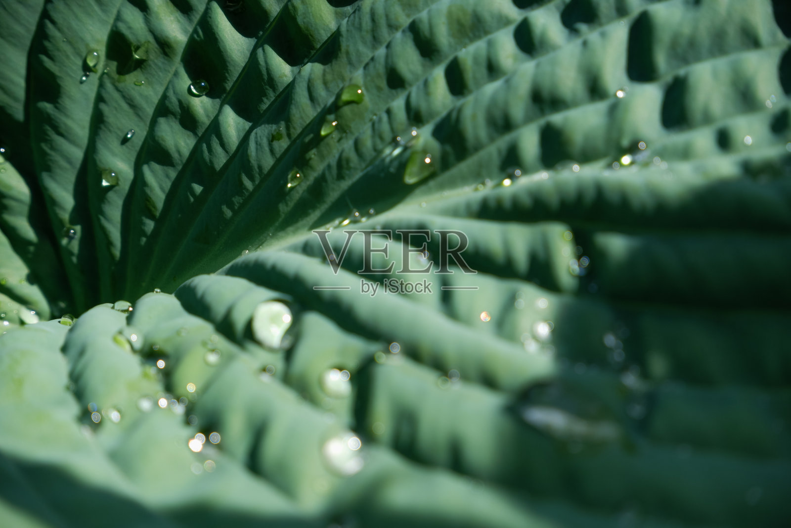 绿叶和雨滴在丛林里。水滴在树叶上。绿叶纹理背景与最小的模式。照片摄影图片