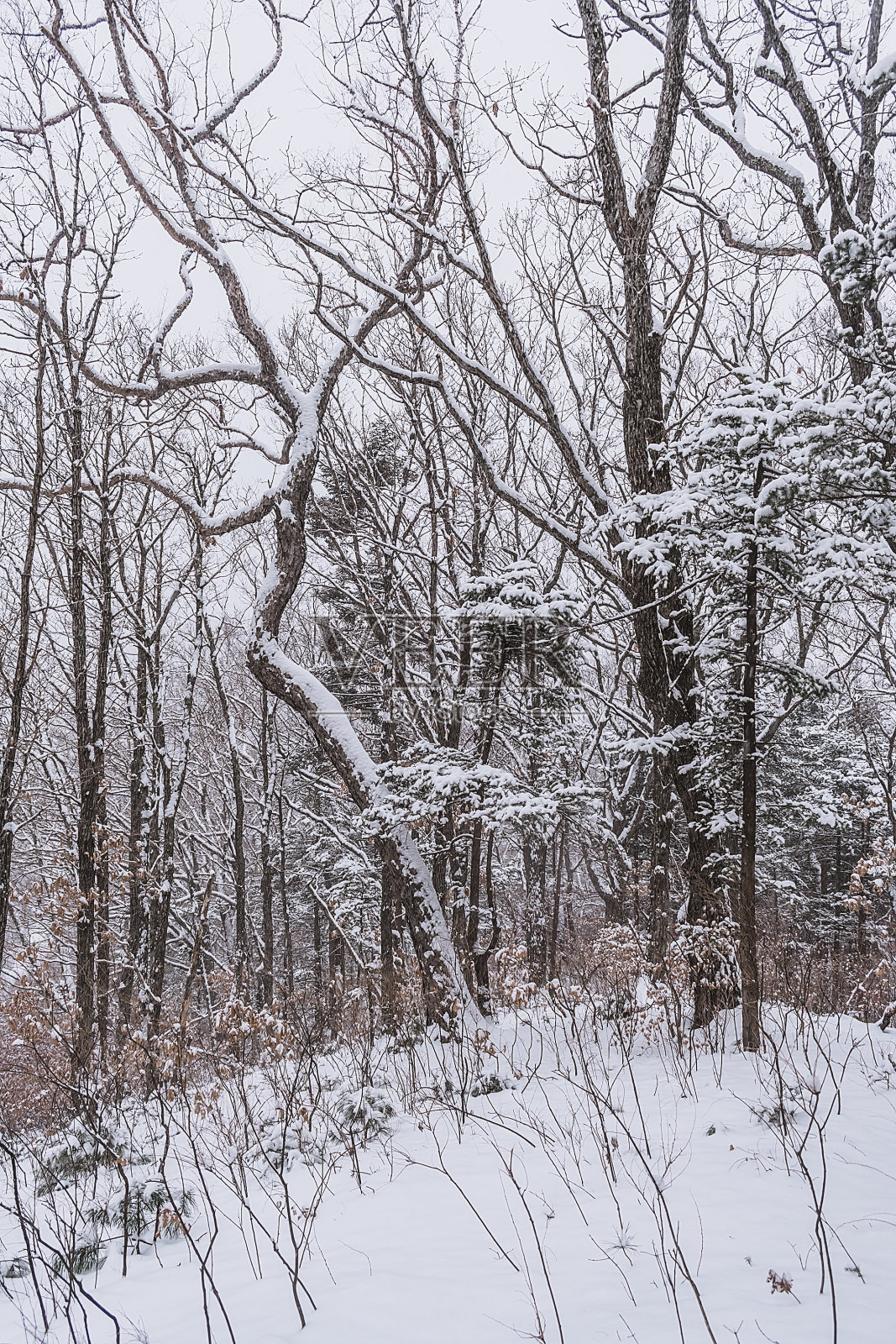 冬日里雪林中的松树。照片摄影图片