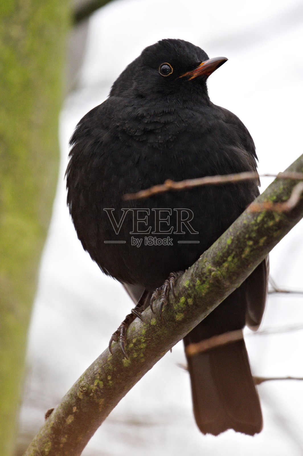 鸣禽turdus merula又名欧亚黑鸟。照片摄影图片