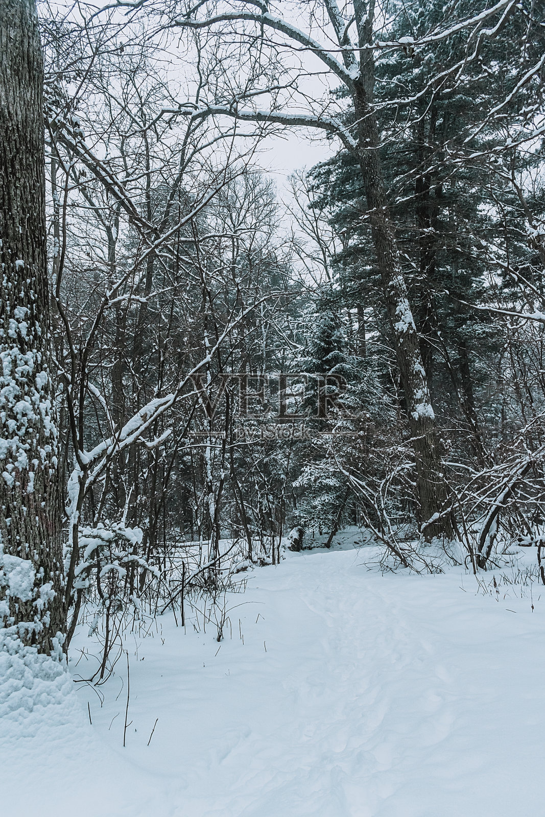 冬日里雪林中的松树。照片摄影图片