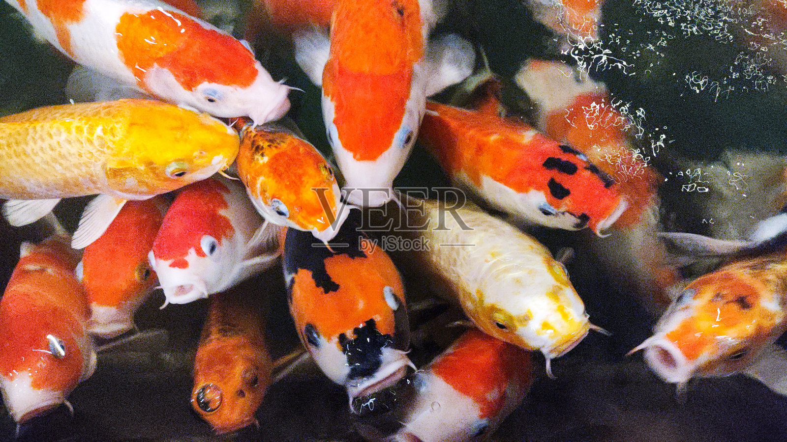 饥饿的锦鲤看着主人照片摄影图片