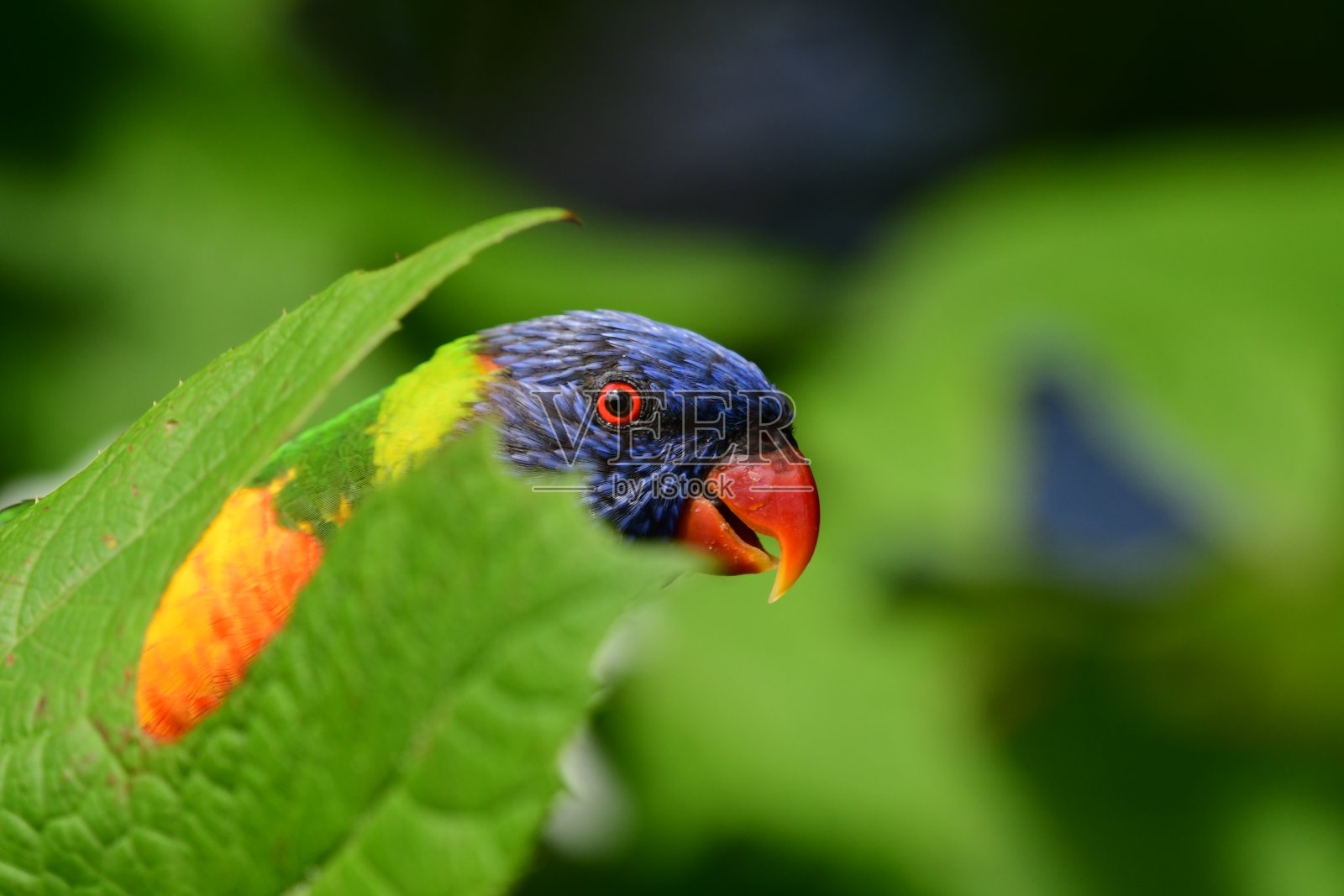 彩虹吸蜜鹦鹉照片摄影图片