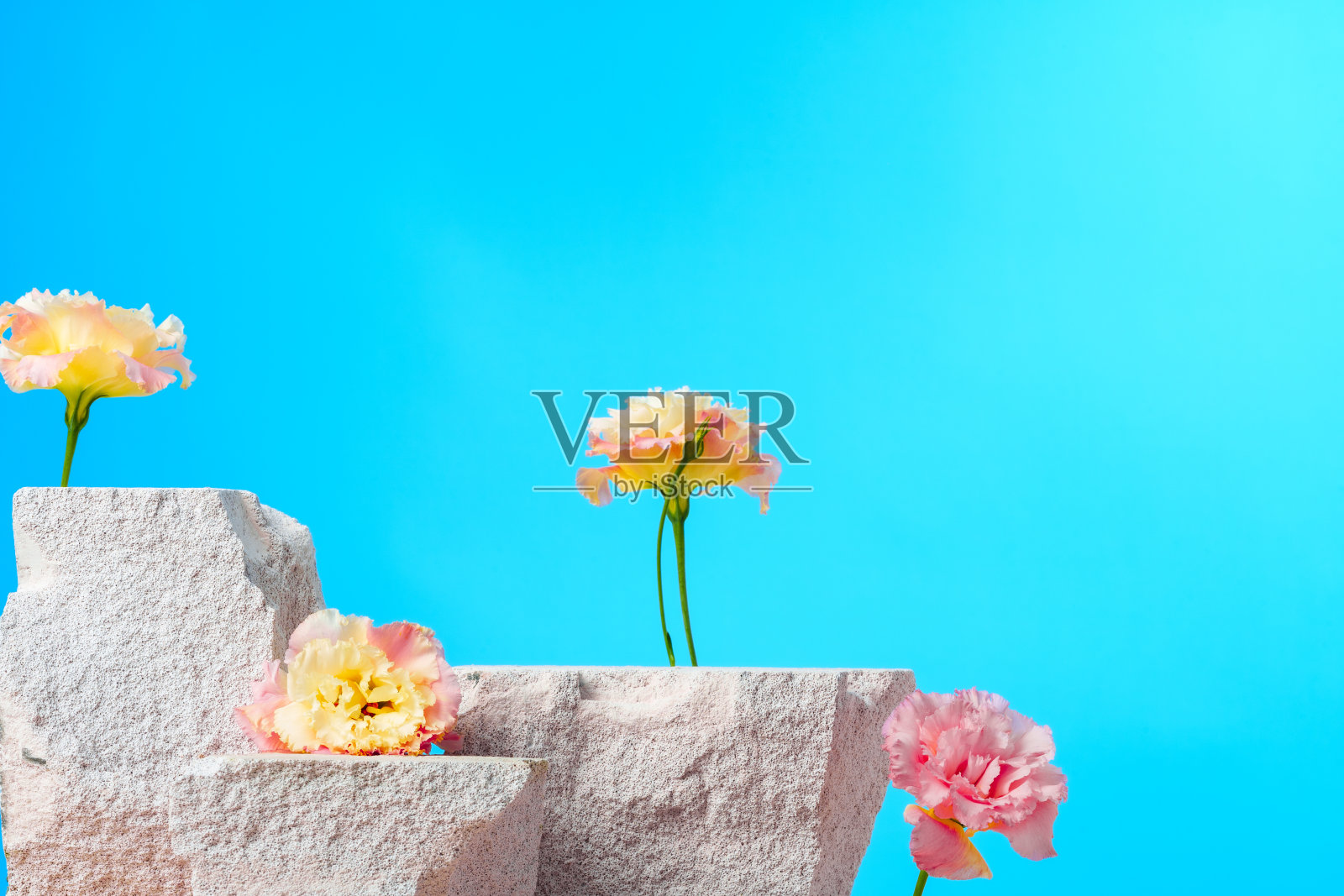 蓝色背景上的灰色石灰石和花朵照片摄影图片