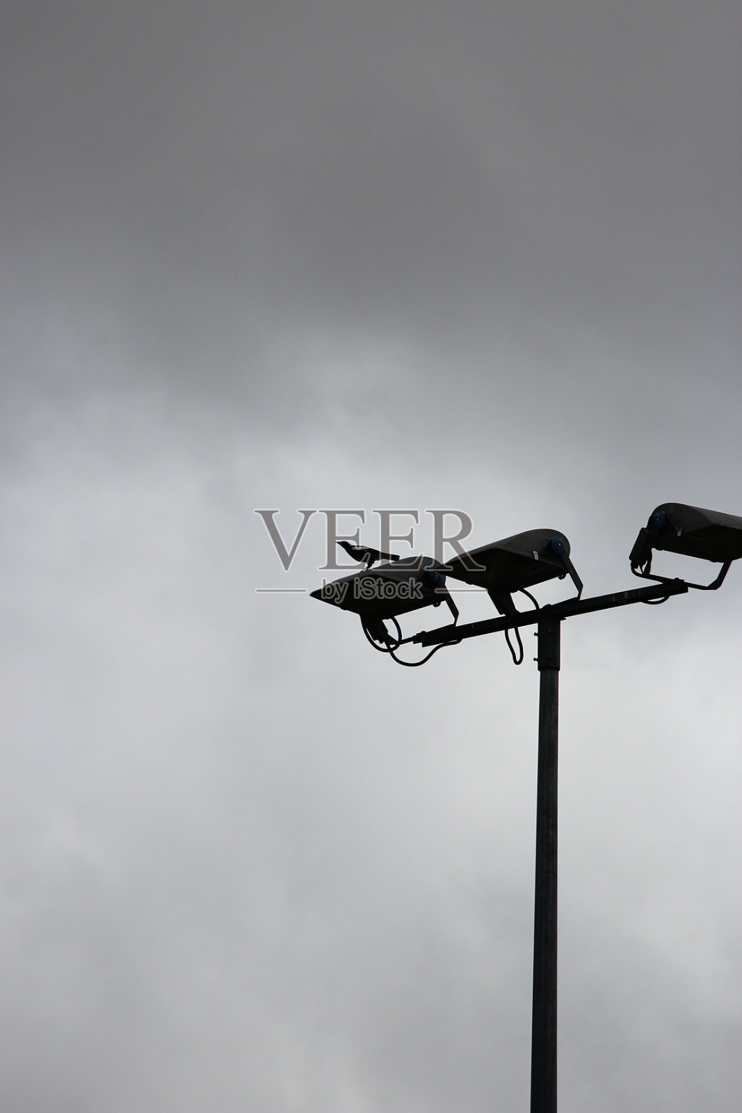 灯上的鸟照片摄影图片