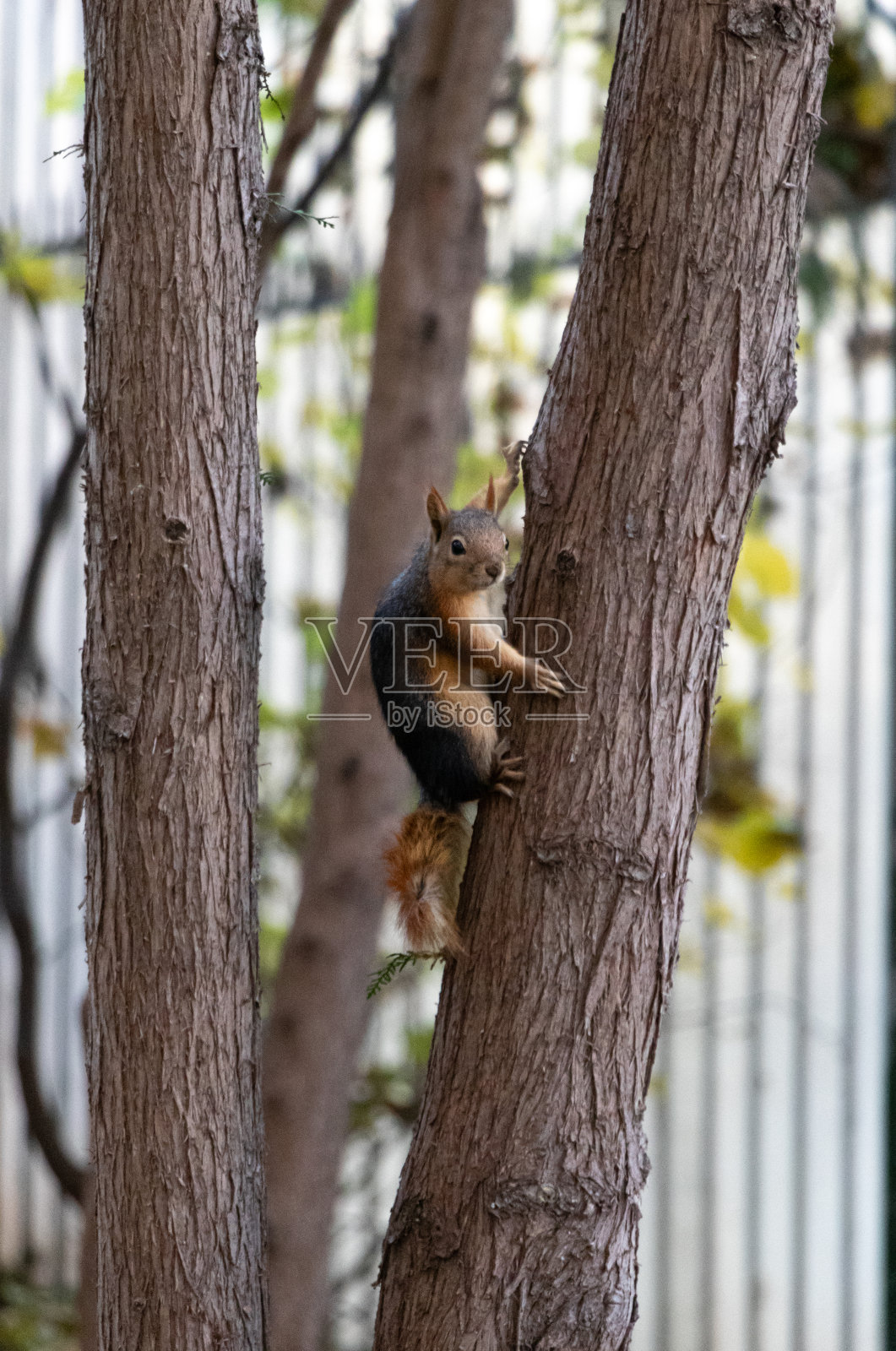 一只松鼠。照片摄影图片